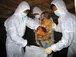 បង្កើនការបង្កាប្រឆាំងអាសន្នរោគផ្ដាសាយ A H5N1 និងផ្ដាសាយ A H7N9។ - ảnh 1